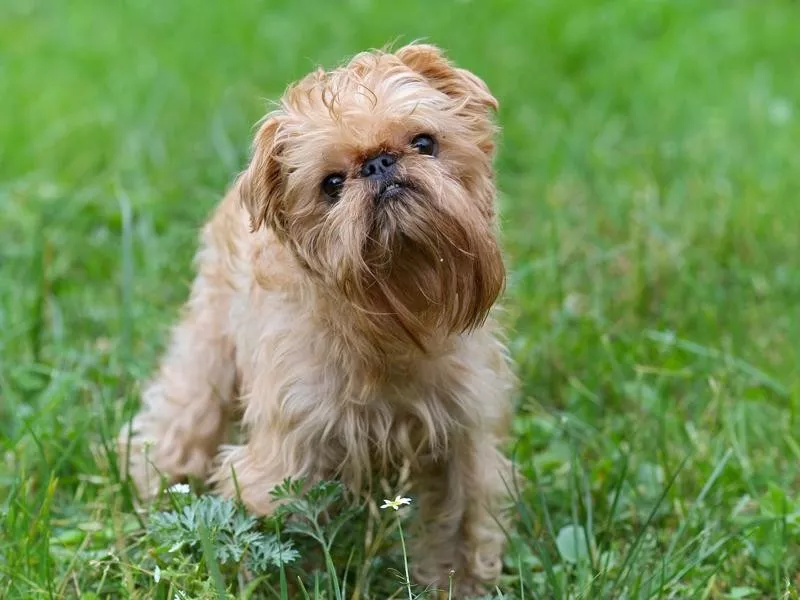 Brussels Griffon