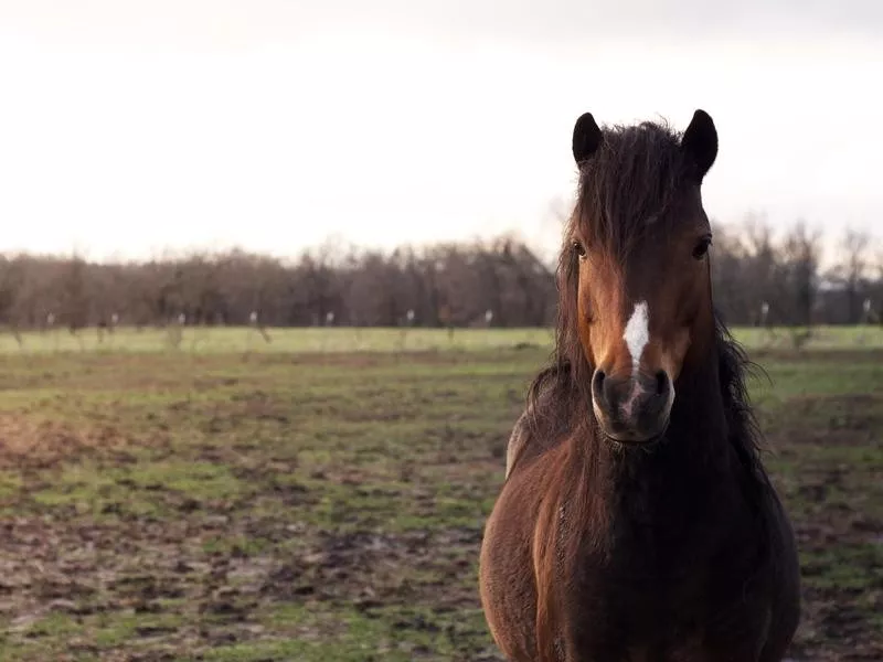 Hackney Horse