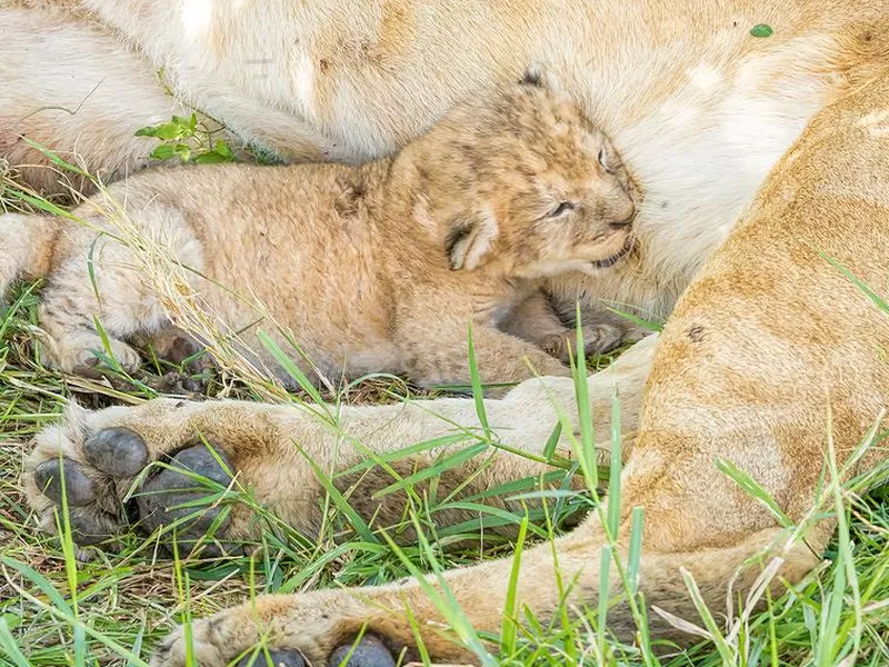 Lioness in the wild with newborn cub