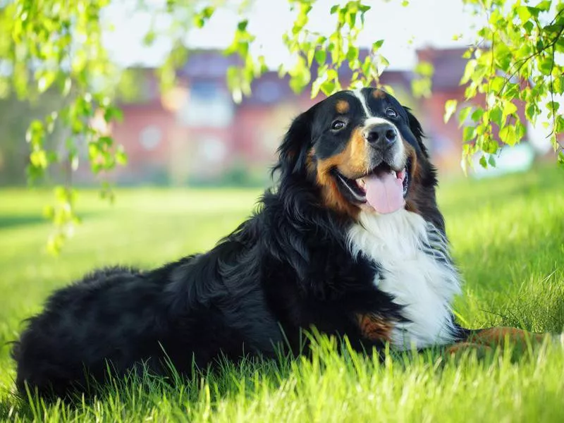 Bernese Mountain Dog