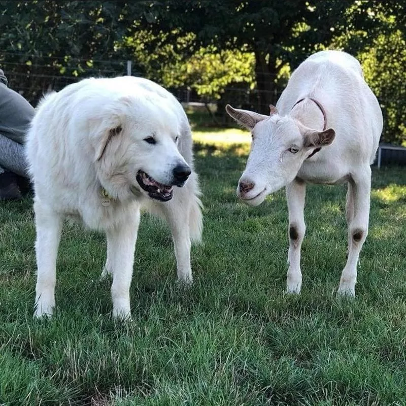 Dog and goat