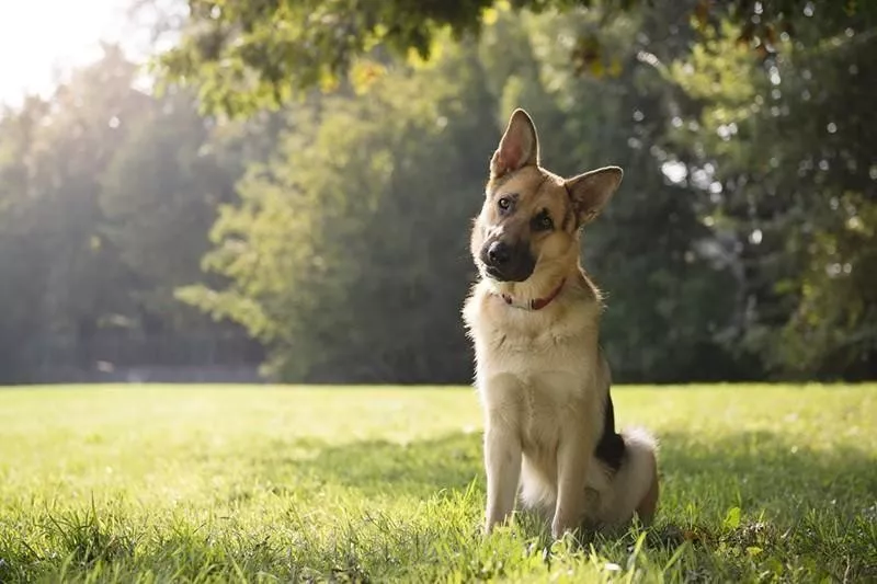 German Shepherd