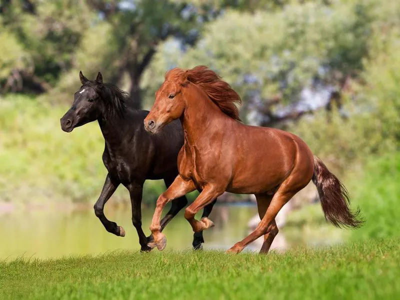 two horses running