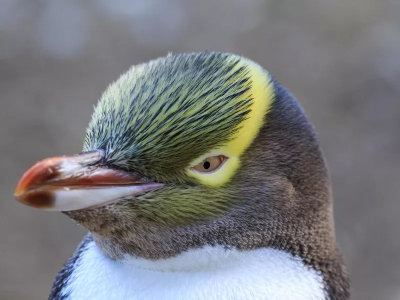 Yellow eyed penguin