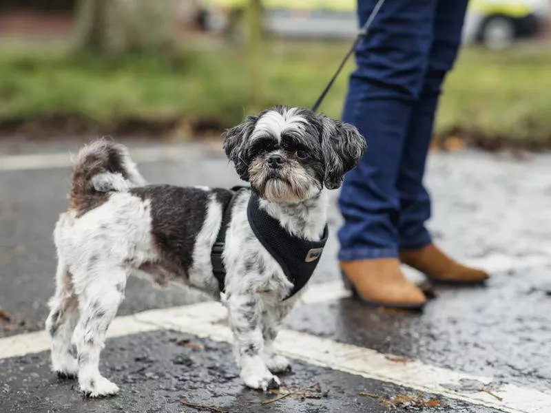 Shih Tzu