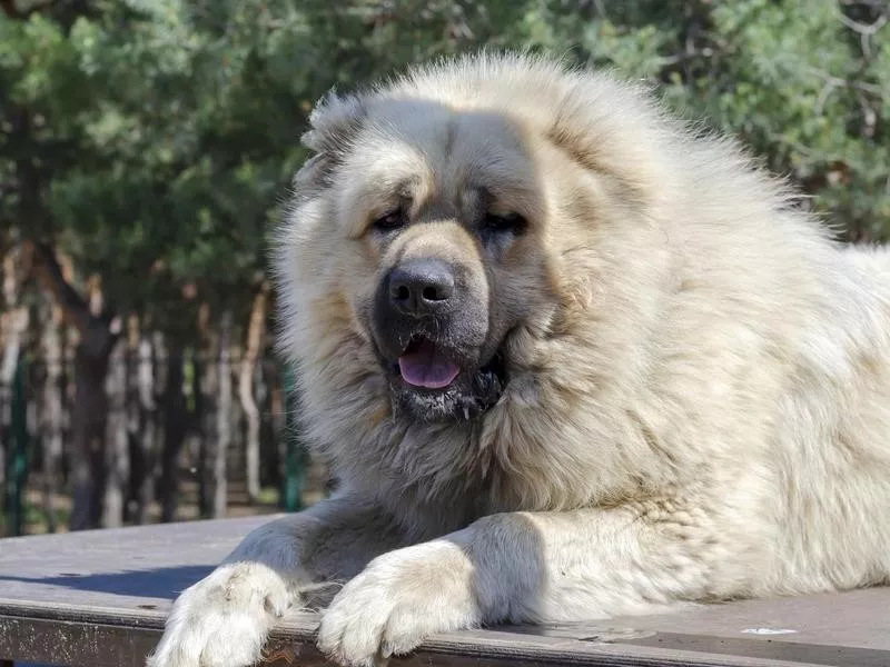 Caucasian Shepherd