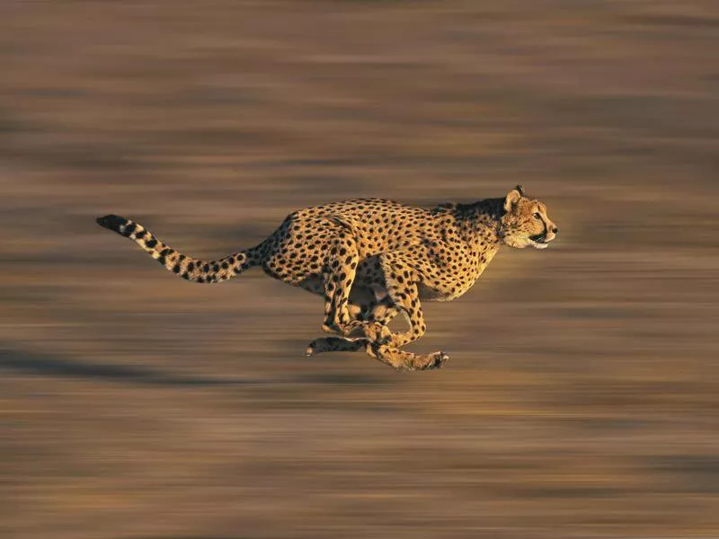 Cheetah