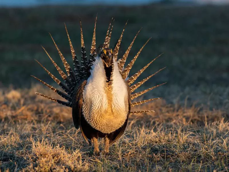 Greater Sage-grouse