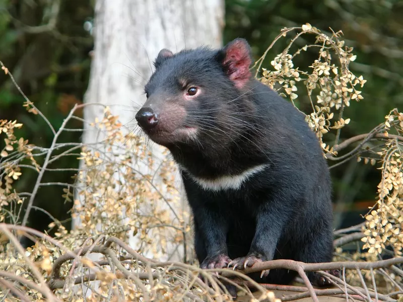 Tasmanian Devil