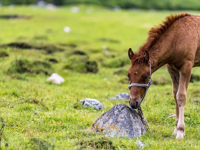 The horse eating grass on the Karajun grassland,xinjiang,china