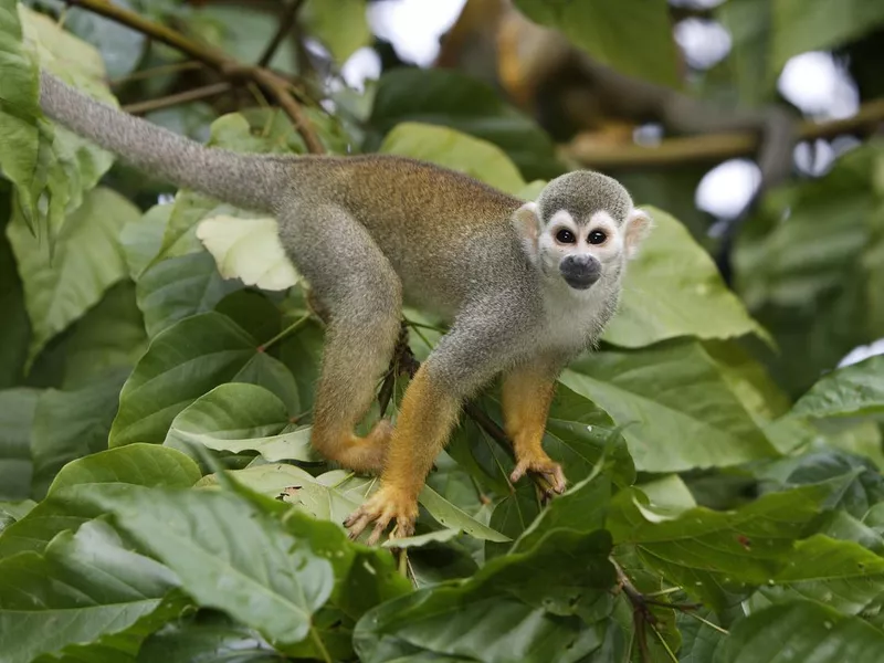 Squirrel Monkey