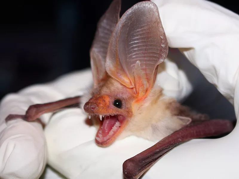 Pallid Bat