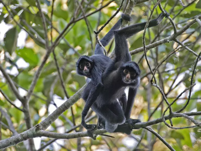 Black spider monkey