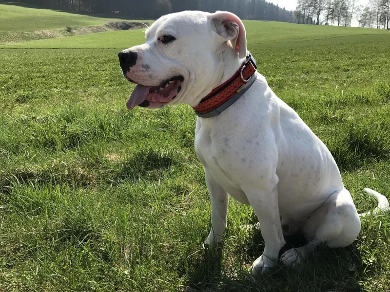 Dog white Dogo Argentino sitting Bavaria