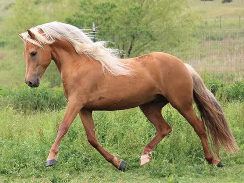 Palomino Morgan Stallion