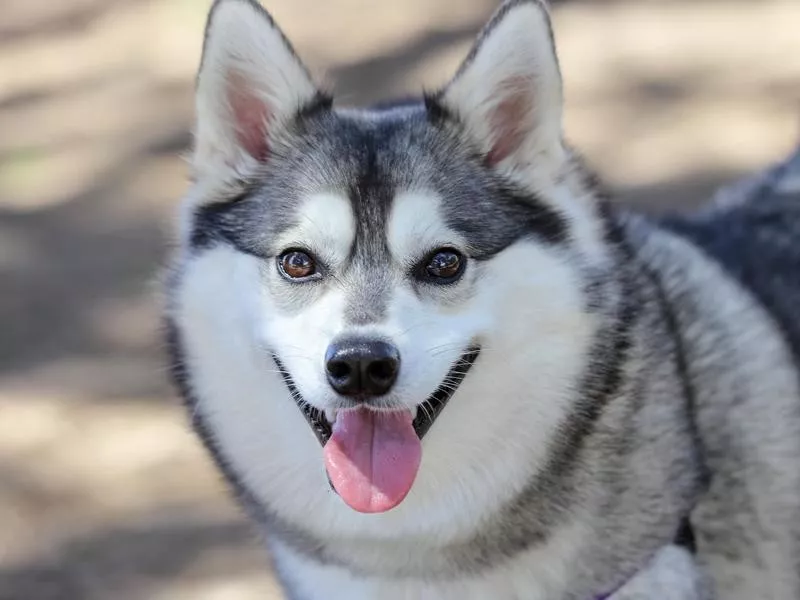 Alaskan Klee Kai