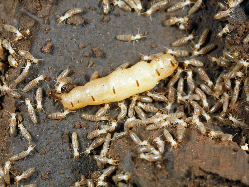 Queen Termite