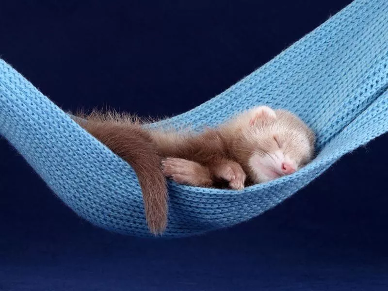 Ferret