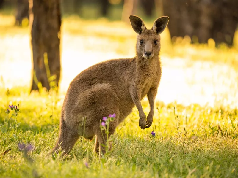 Wallaroo