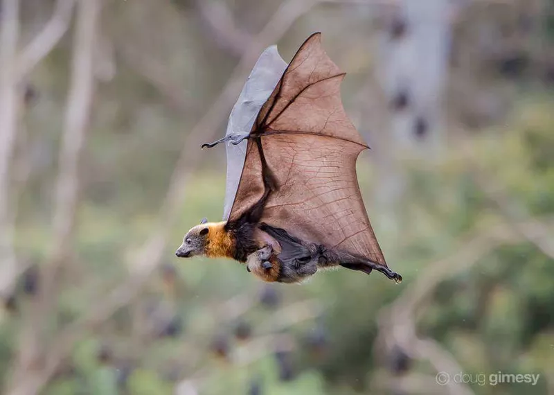 Mom and baby bat