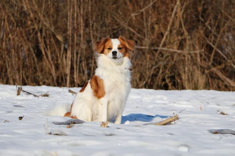 Kromfohrlander rare dog breed