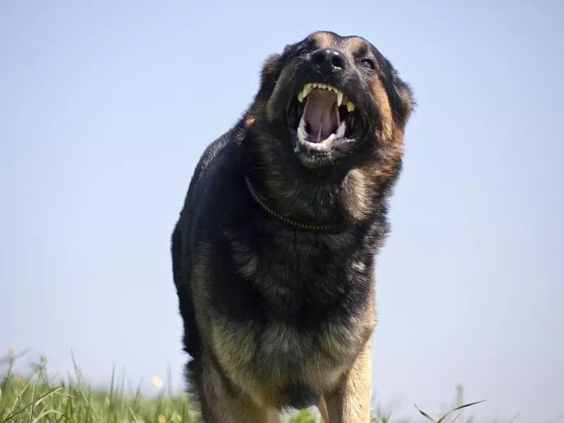 German Shepard Teeth