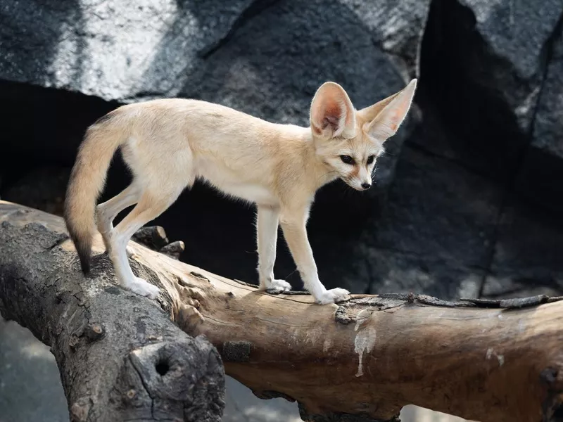 Fennec Fox