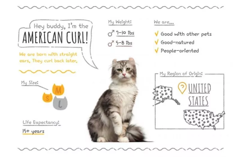 American Curl Summary