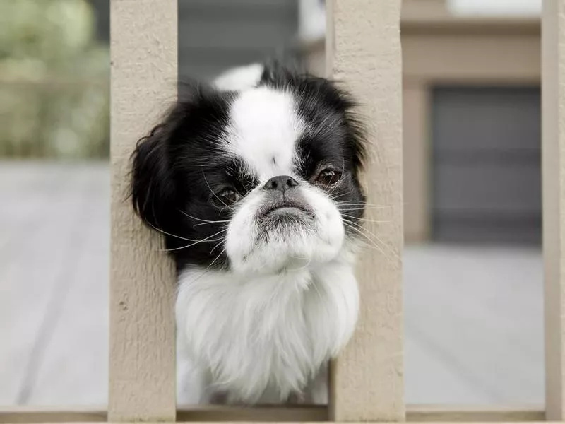 Japanese Chin