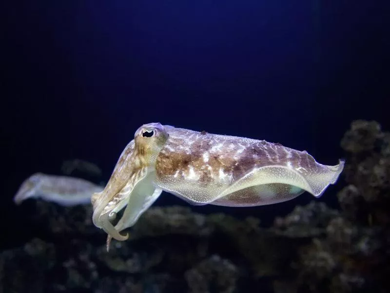 The Cuttlefish superpower is camouflage