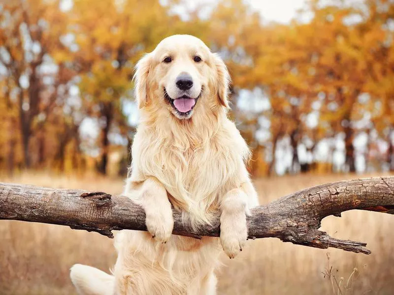 Golden Retriever