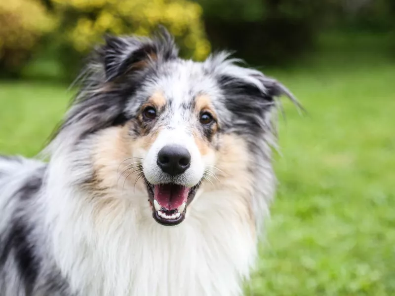 Close-up photo of smiling blue merle shetland sheepdog.