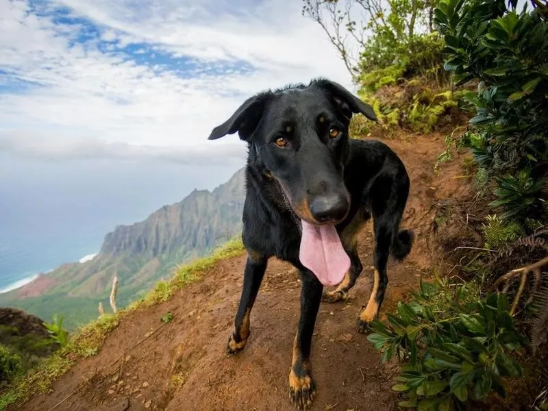 Beauceron