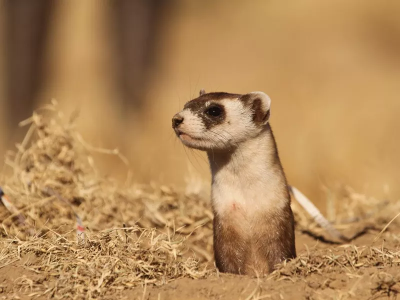 Black footed ferret reintroduction