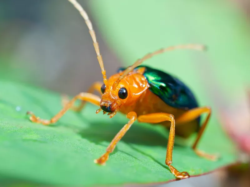 Bombardier Beetle (brachinus alternans)