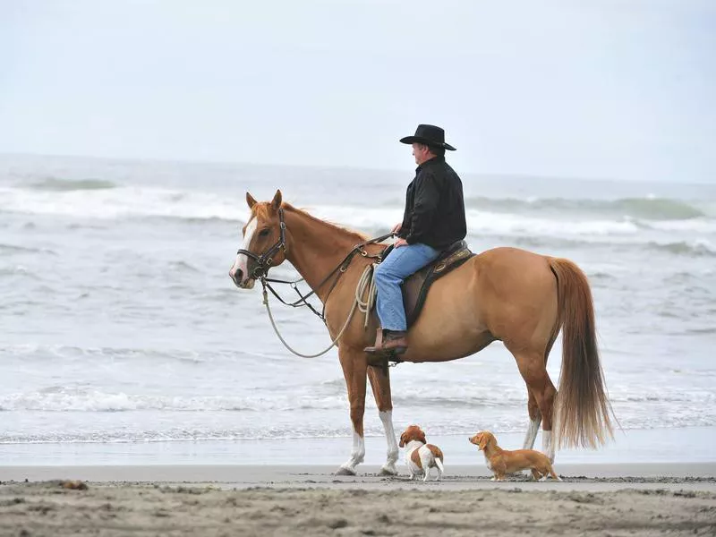 Ocean Acres Horse Hotel