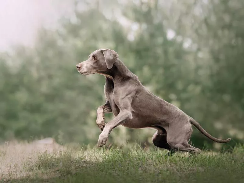 Weimaraner