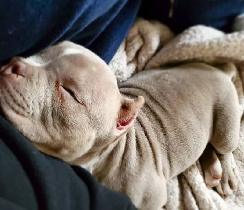 Micro pitbull sleeping