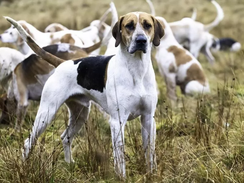 English foxhound