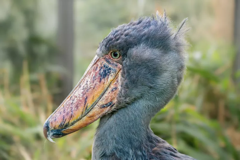 Shoebill bird