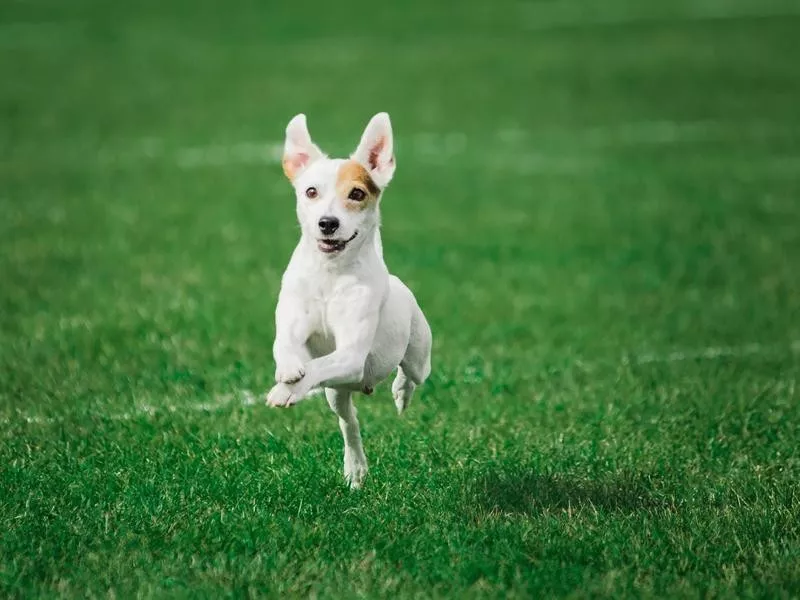 Parson Russell Terrier