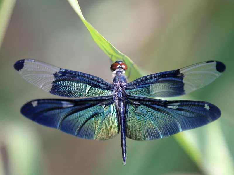 Dragonfly