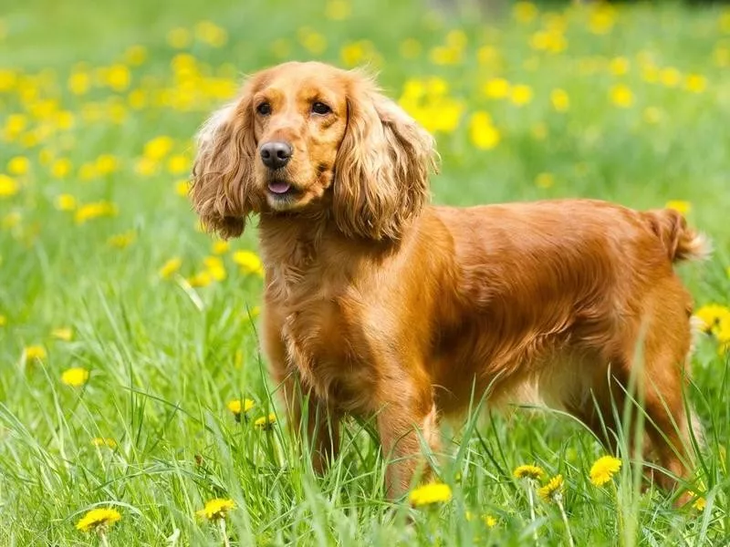 cocker spaniel