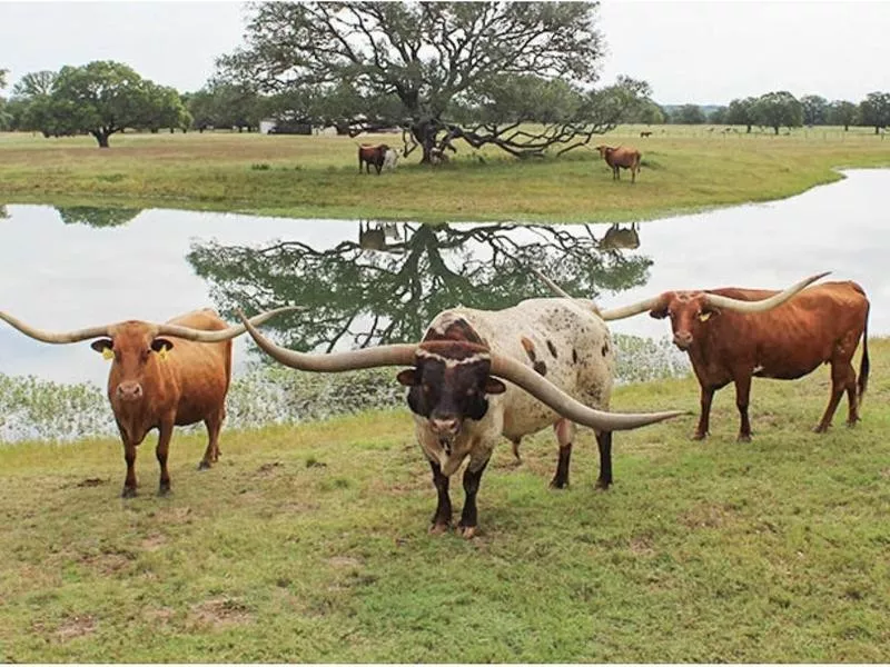 The Bull With the Longest Horn Spread