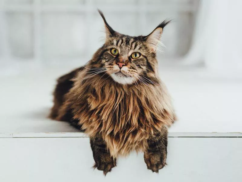 Maine Coon