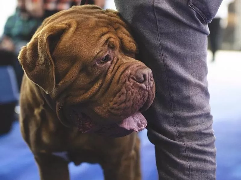 Bull Mastiff