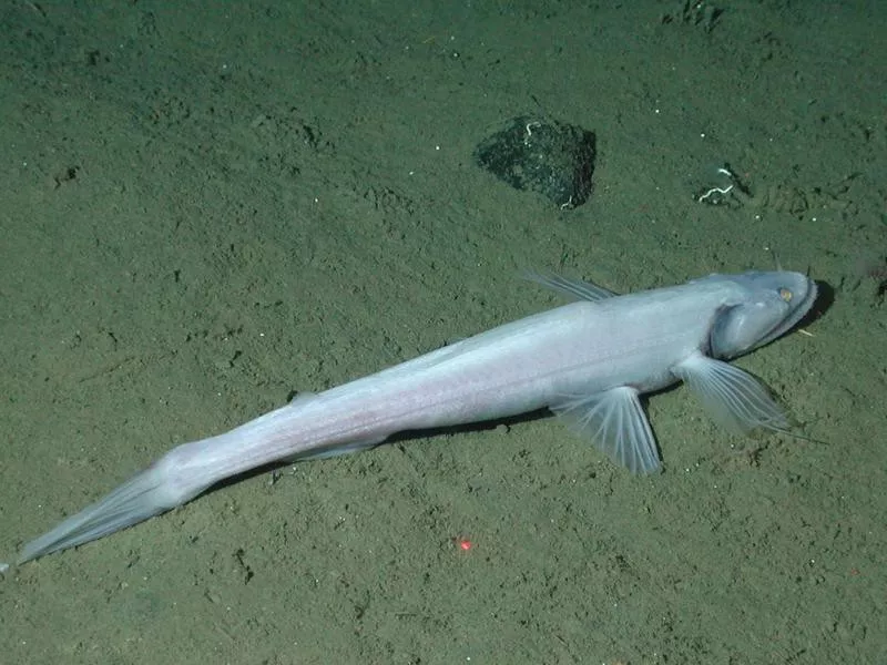 Creepy Highfin Lizardfish