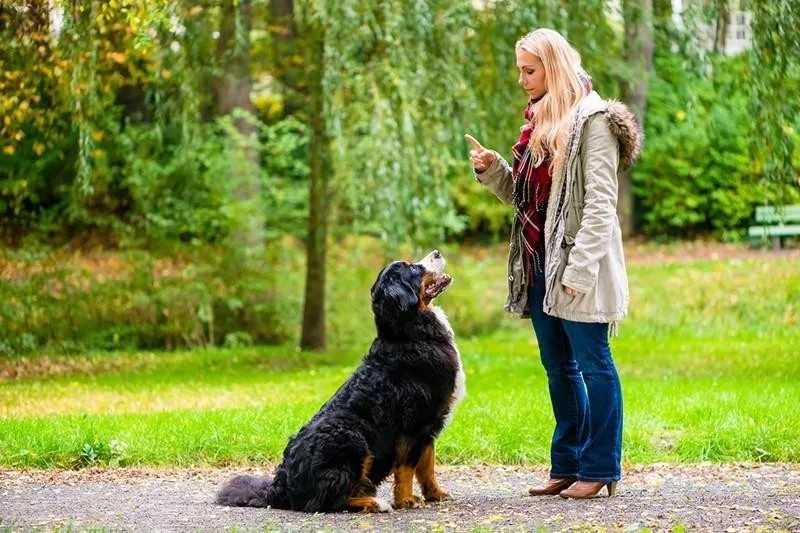 Bernese Mountain Dog