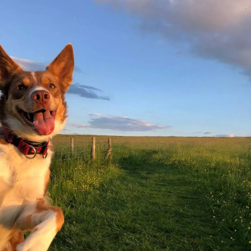 Dog photobombing landscape