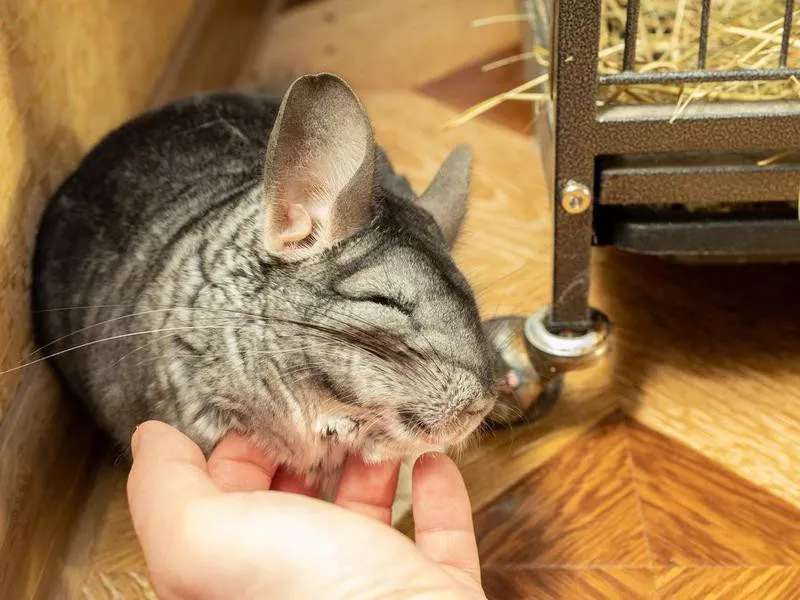 Chinchilla